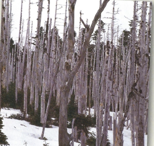 1987年奥日光で2500ヘクタールの森林枯死