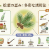 松の恵み：多彩な活用法